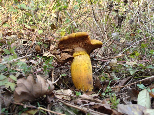 Il Genere Armillaria